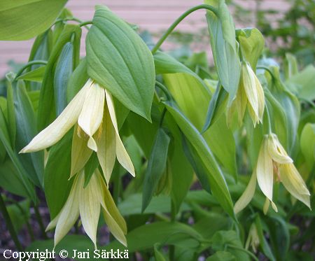 Uvularia grandiflora var. pallida, keltakielokki